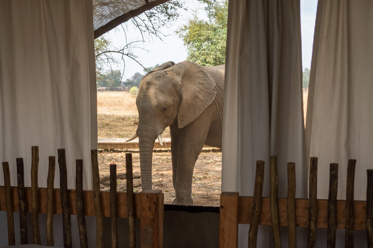 Elephants at my Tent!