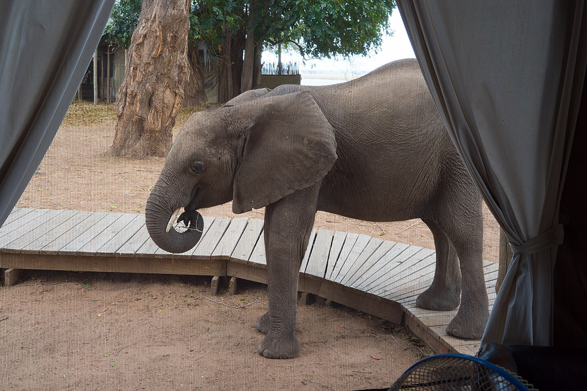 Elephants at my Tent!