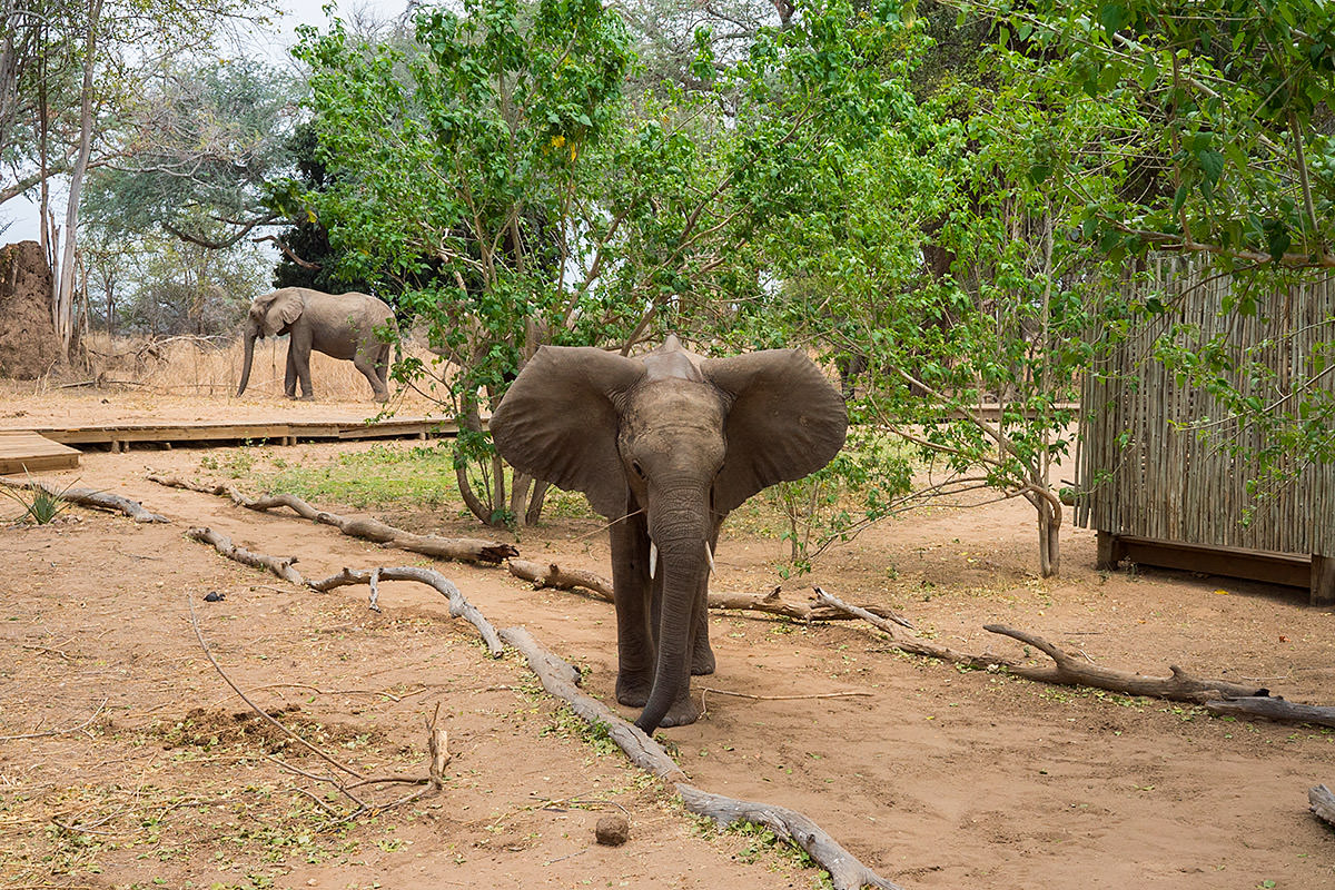 Elephants at my Tent!