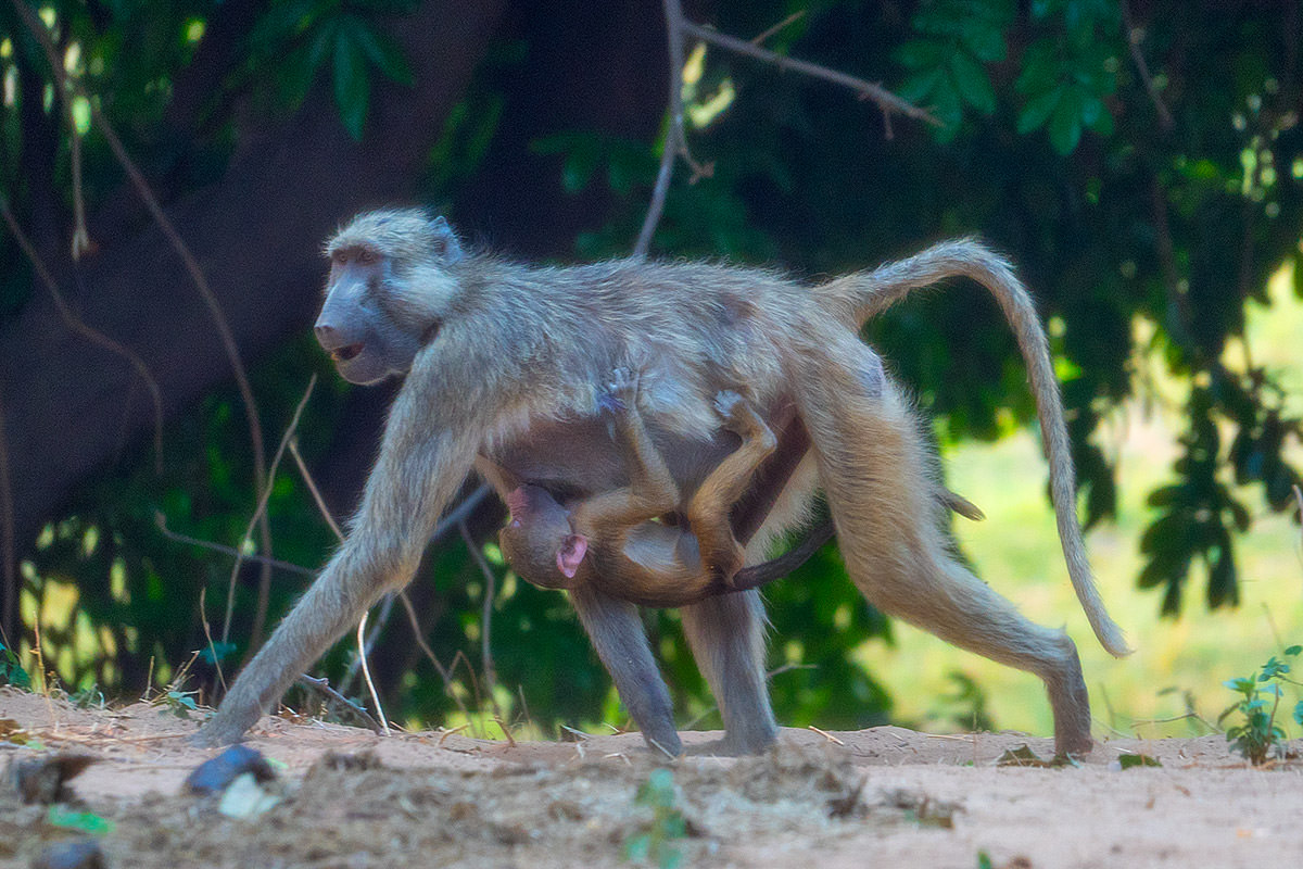 Baboons!