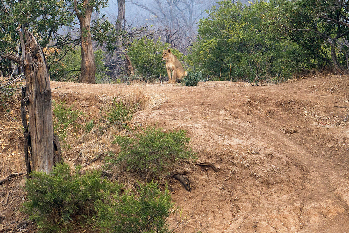 Mana Pools Game Drive