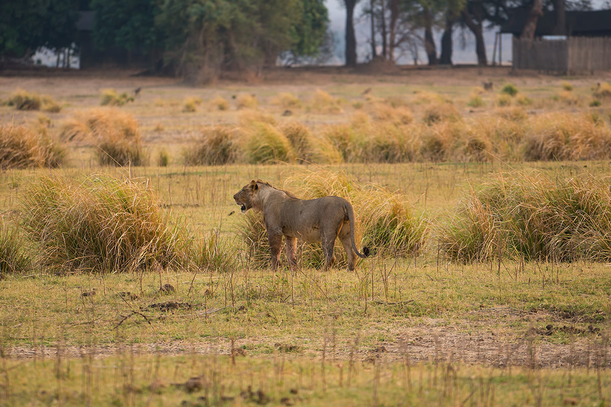 Mana Pools Game Drive