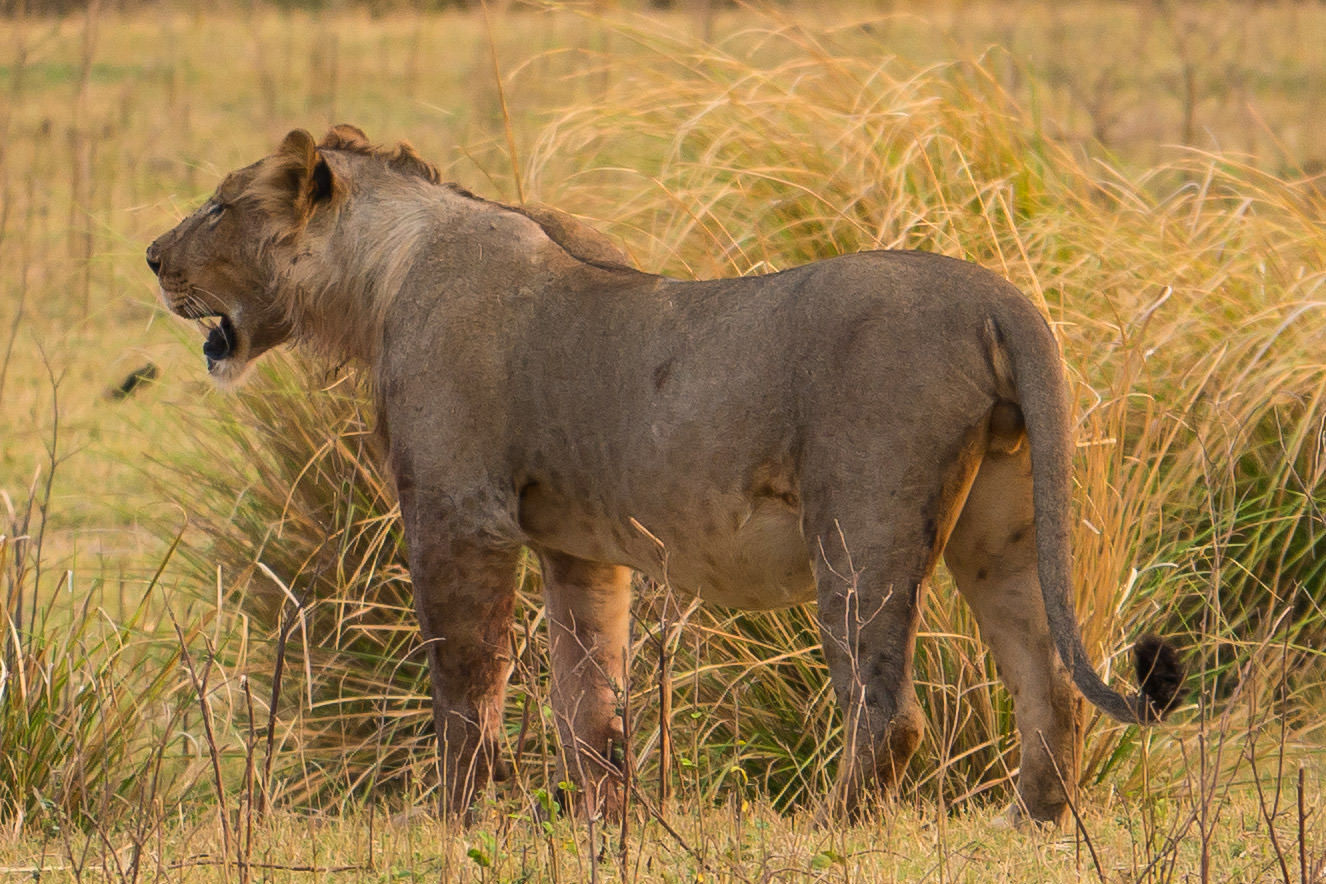 Mana Pools Game Drive