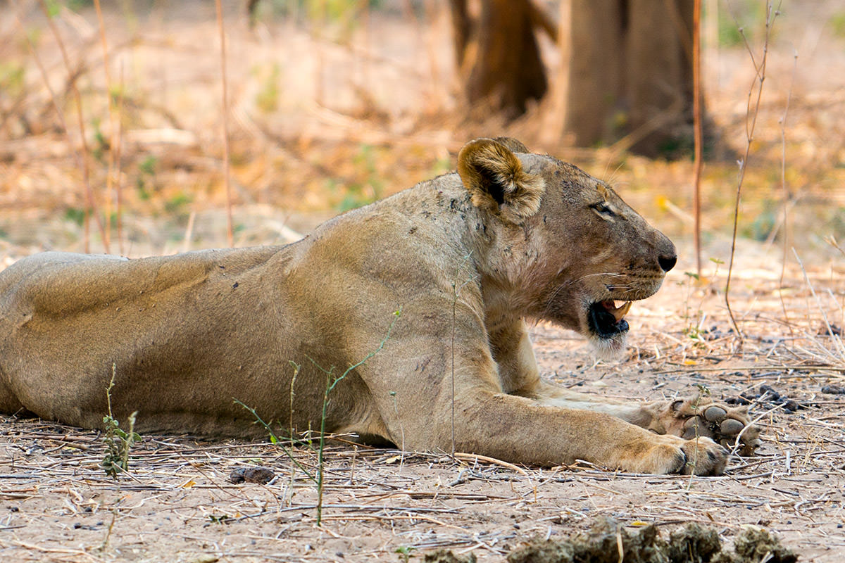 Lions