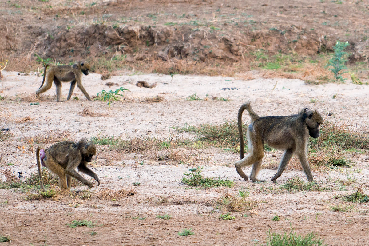 Baboons