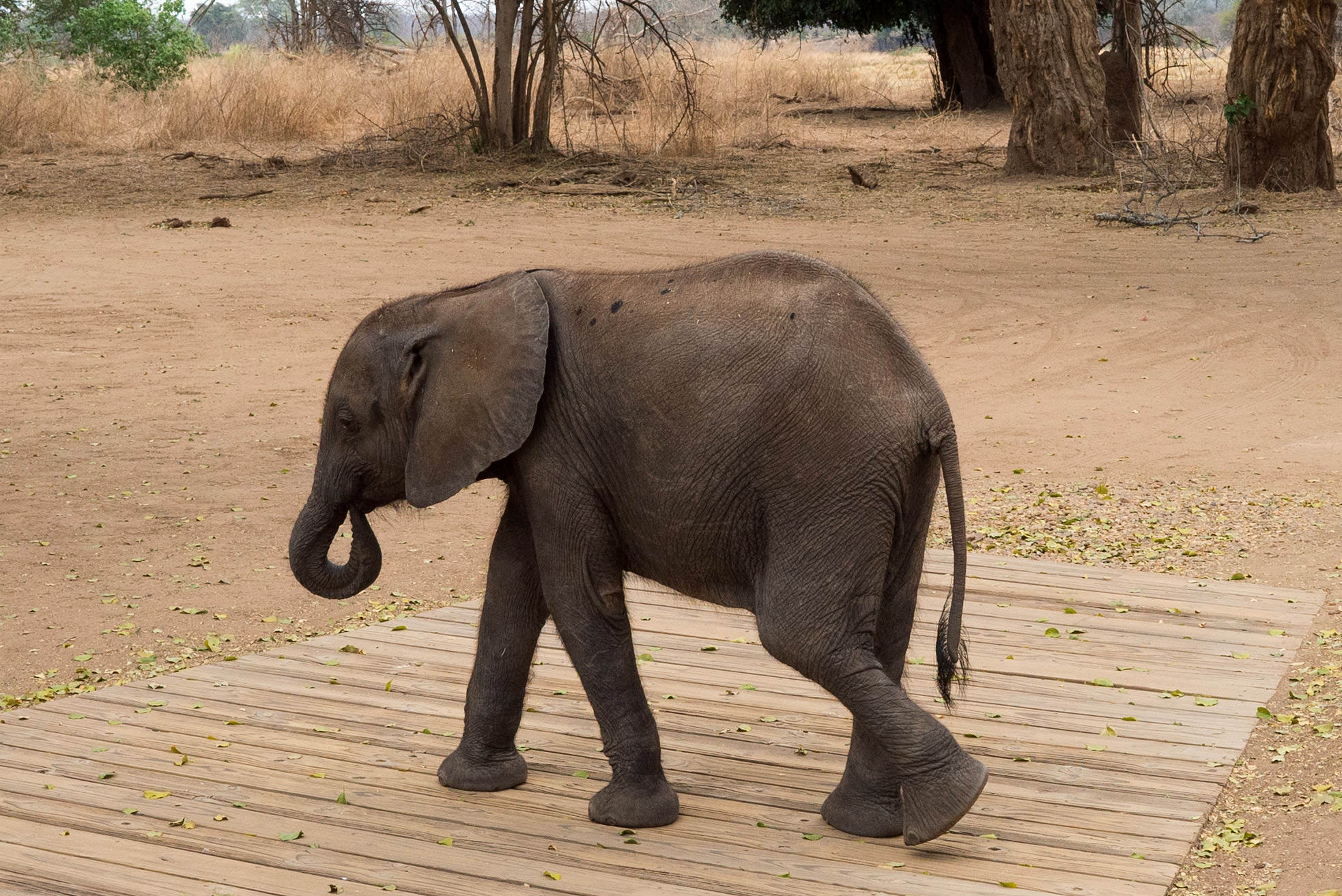 There's an Elephant in my Shower