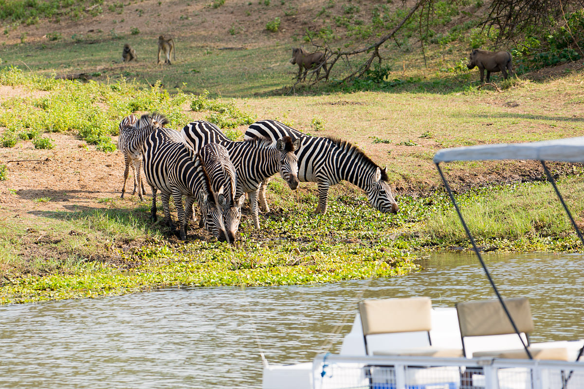 River Cruise Wildlife