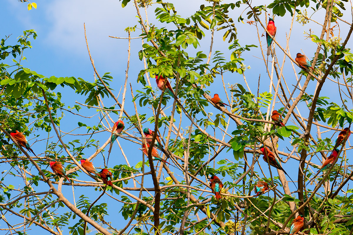 Carmine Bee-Eaters