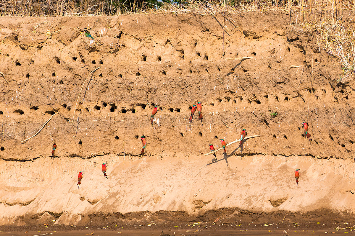 Carmine Bee-Eaters Nesting