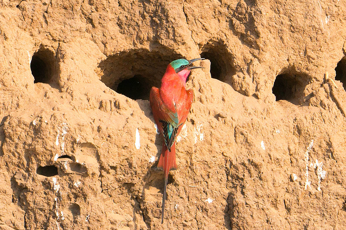 Carmine Bee-Eaters Nesting