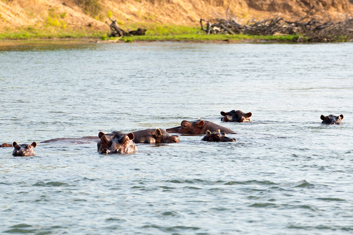 Hippos in the Zambezi