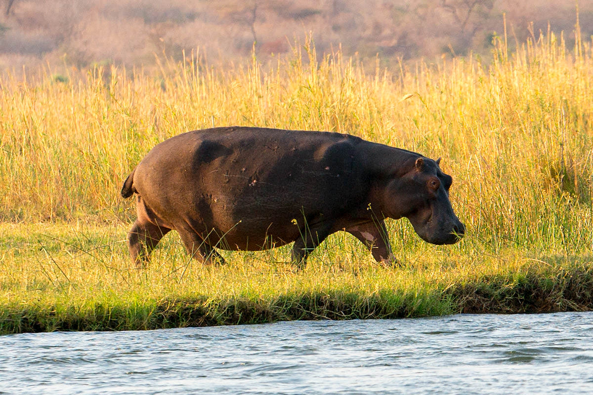 Hippos in the Zambezi