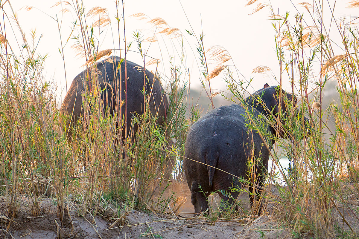 Hippos in the Zambezi