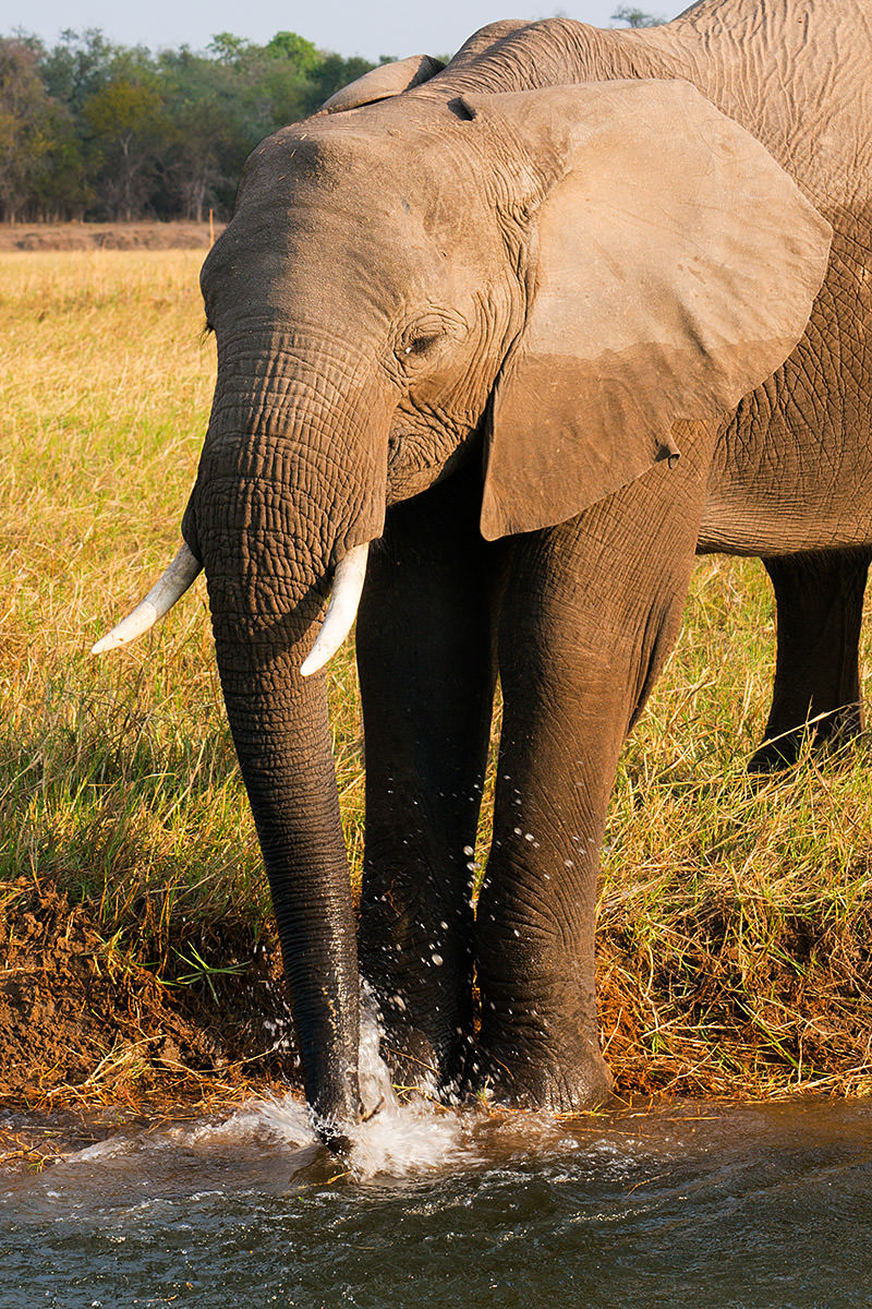 Elephants in the Zambezi