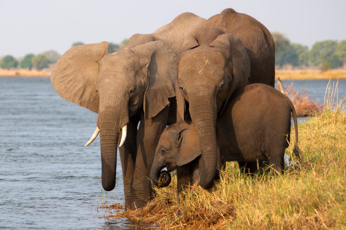 Elephants in the Zambezi