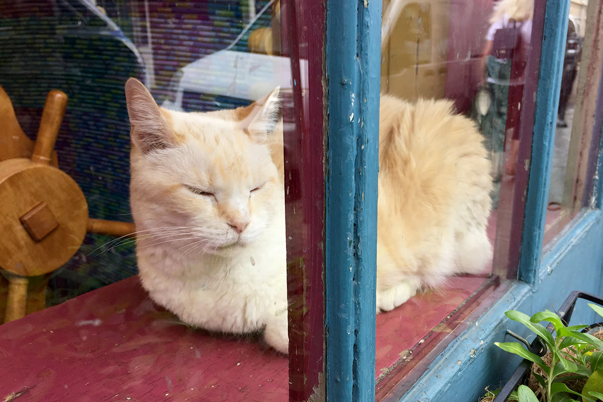 Shopcat!