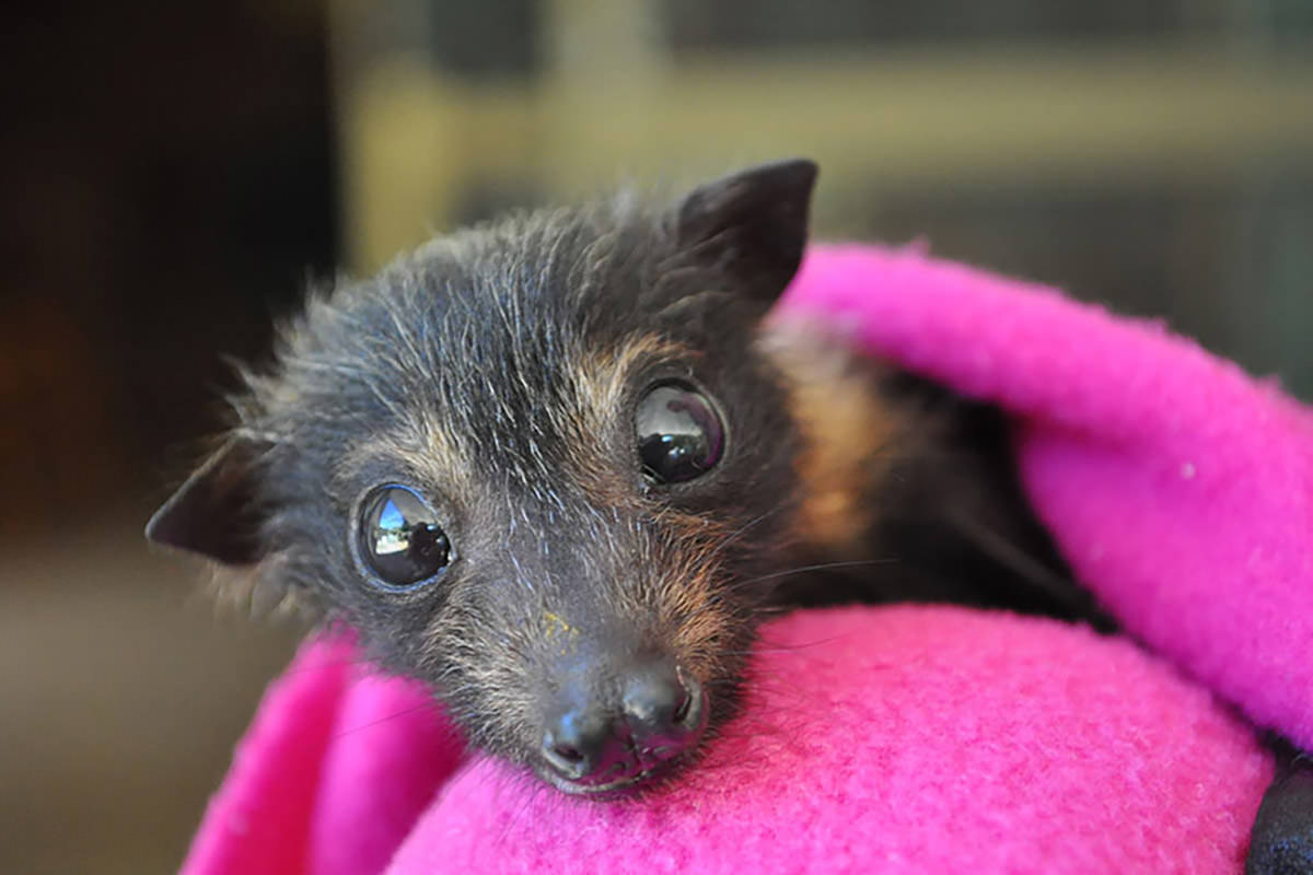 Baby Bats!