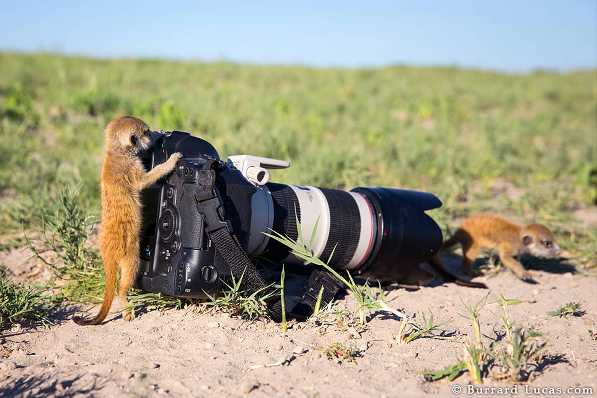 Meerkats by Will Burrard-Lucas