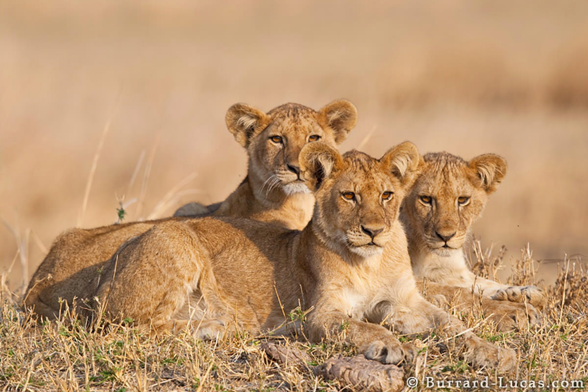 Lions by Will Burrard-Lucas