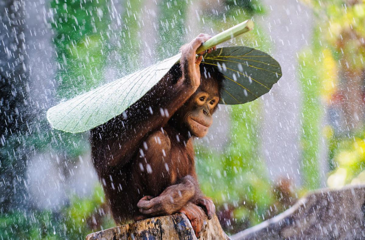 Orangutan in the Rain Photo