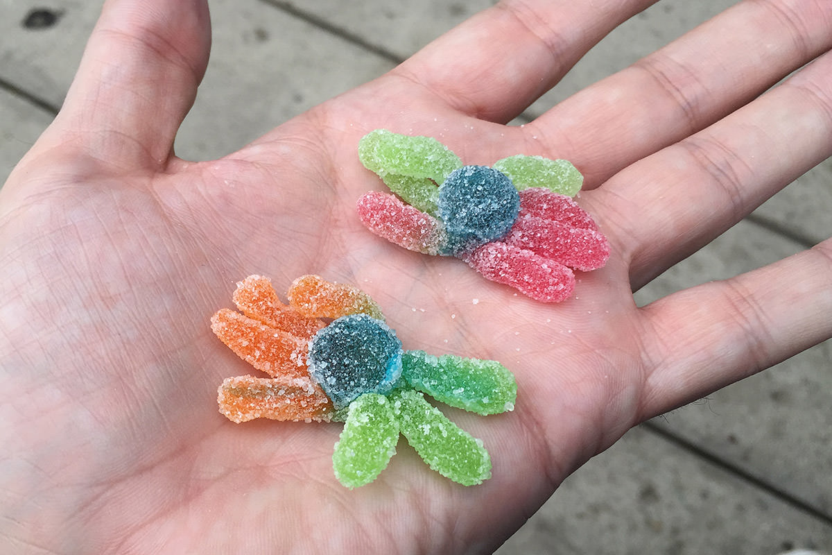 Coronado Candy Shop Gummi Octopus