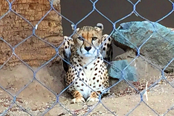 San Diego Zoo Kitty