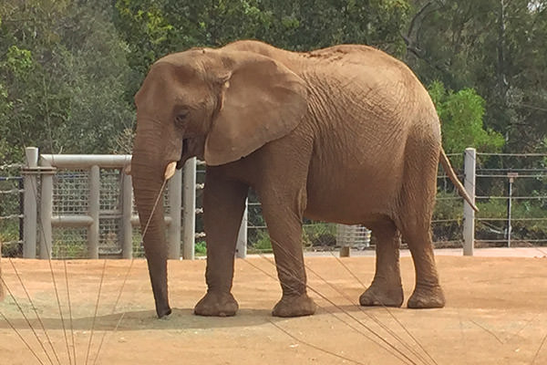 San Diego Zoo Elephant