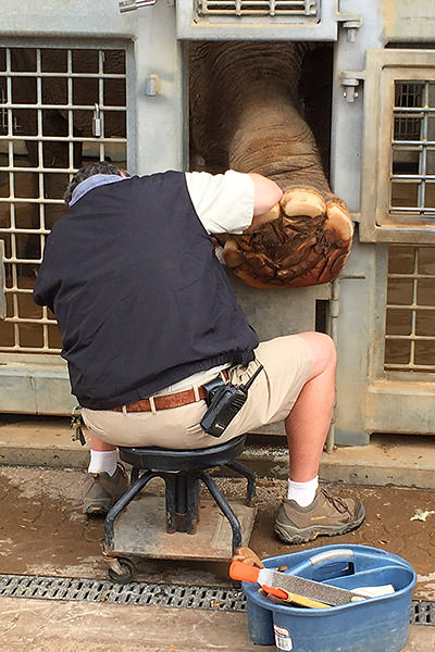 San Diego Zoo Elephant Pedicure