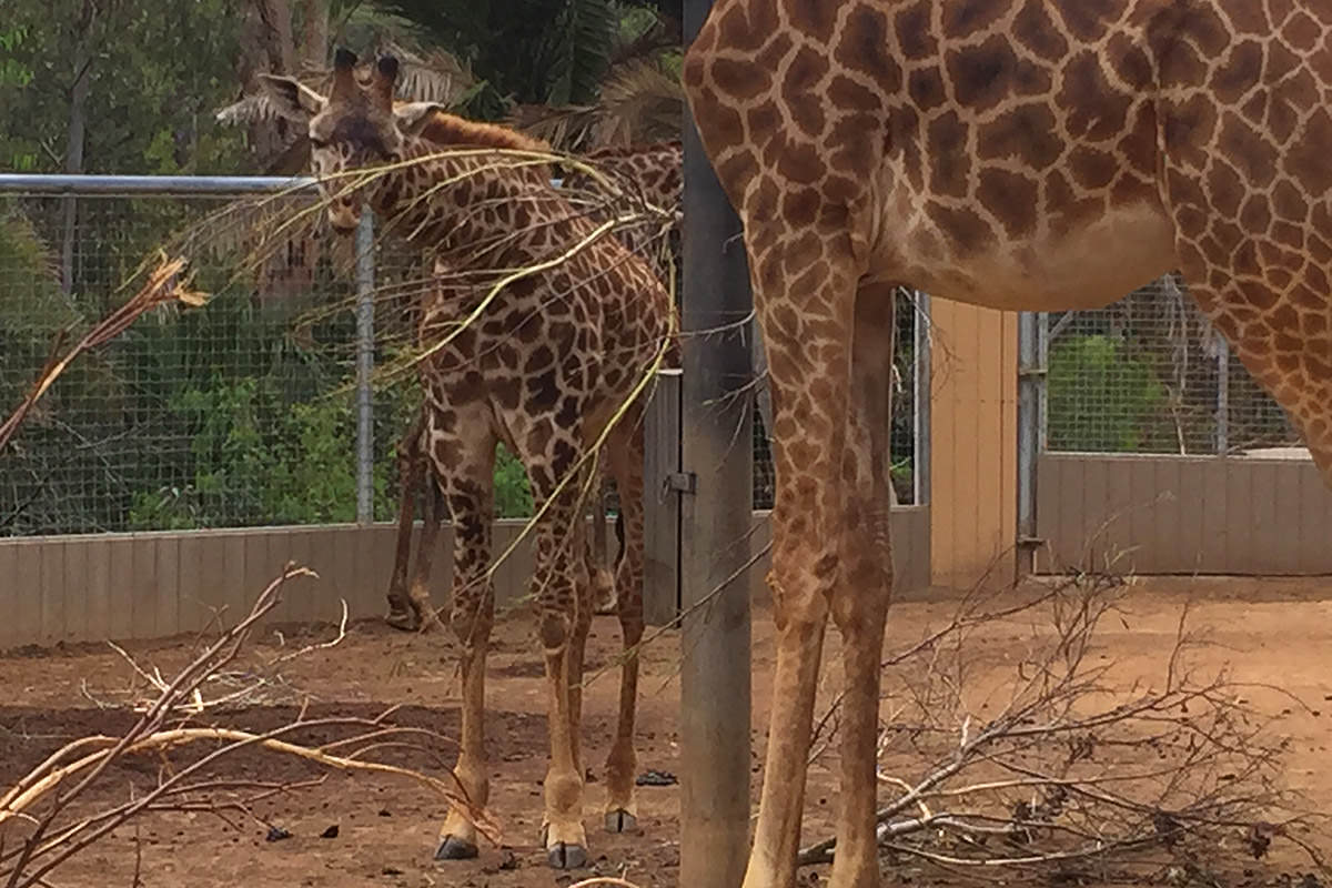 San Diego Zoo Giraffes