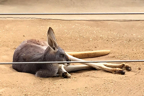 San Diego Zoo Australian Outback Kangaroo!