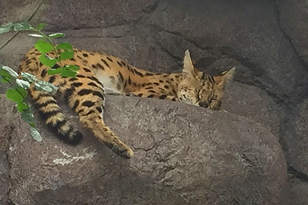 San Diego Zoo Kitty!