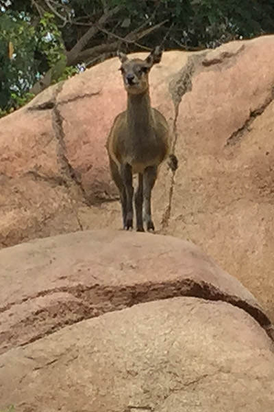 San Diego Zoo Kilpspringer