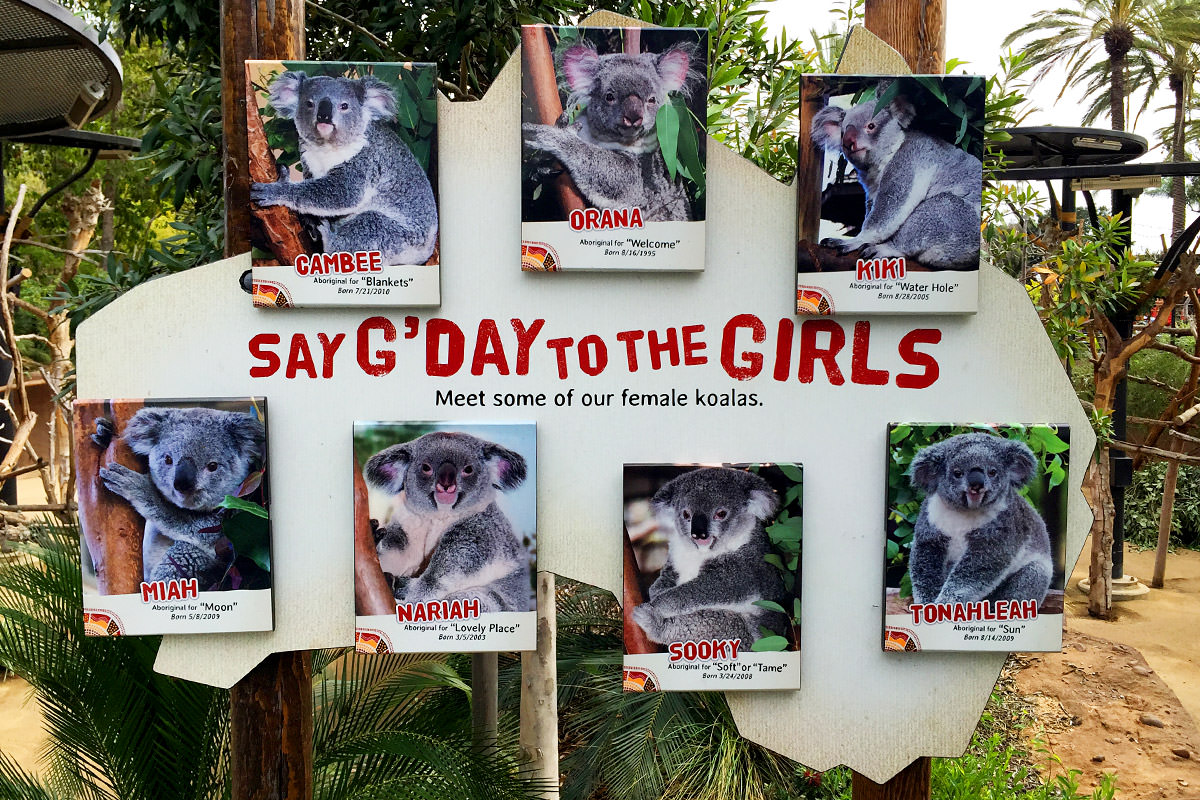 San Diego Zoo Australian Outback Koalas