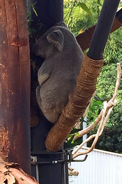 San Diego Zoo Australian Outback Koalas