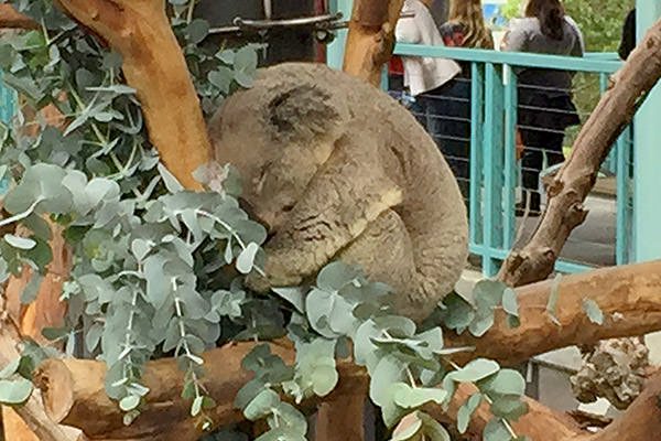 San Diego Zoo Australian Outback Koalas