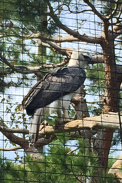 San Diego Zoo Kookabura