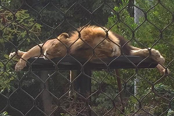San Diego Zoo Lions Sleeping