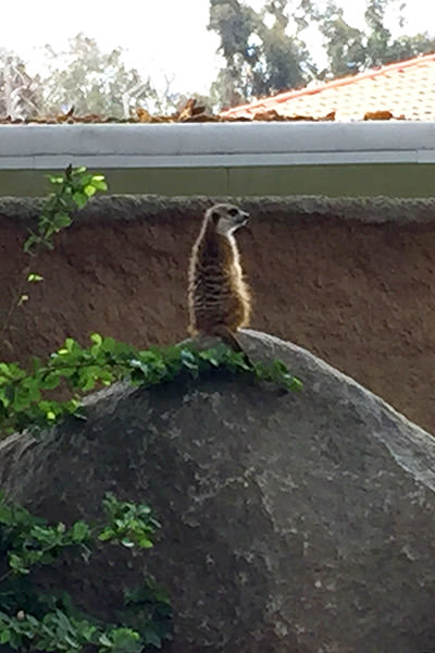 San Diego Zoo Meerkat