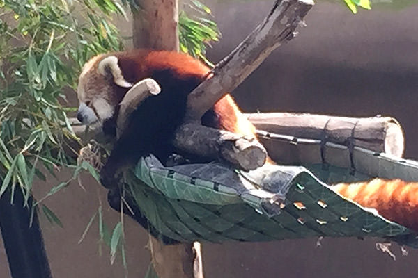 San Diego Zoo Red Panda