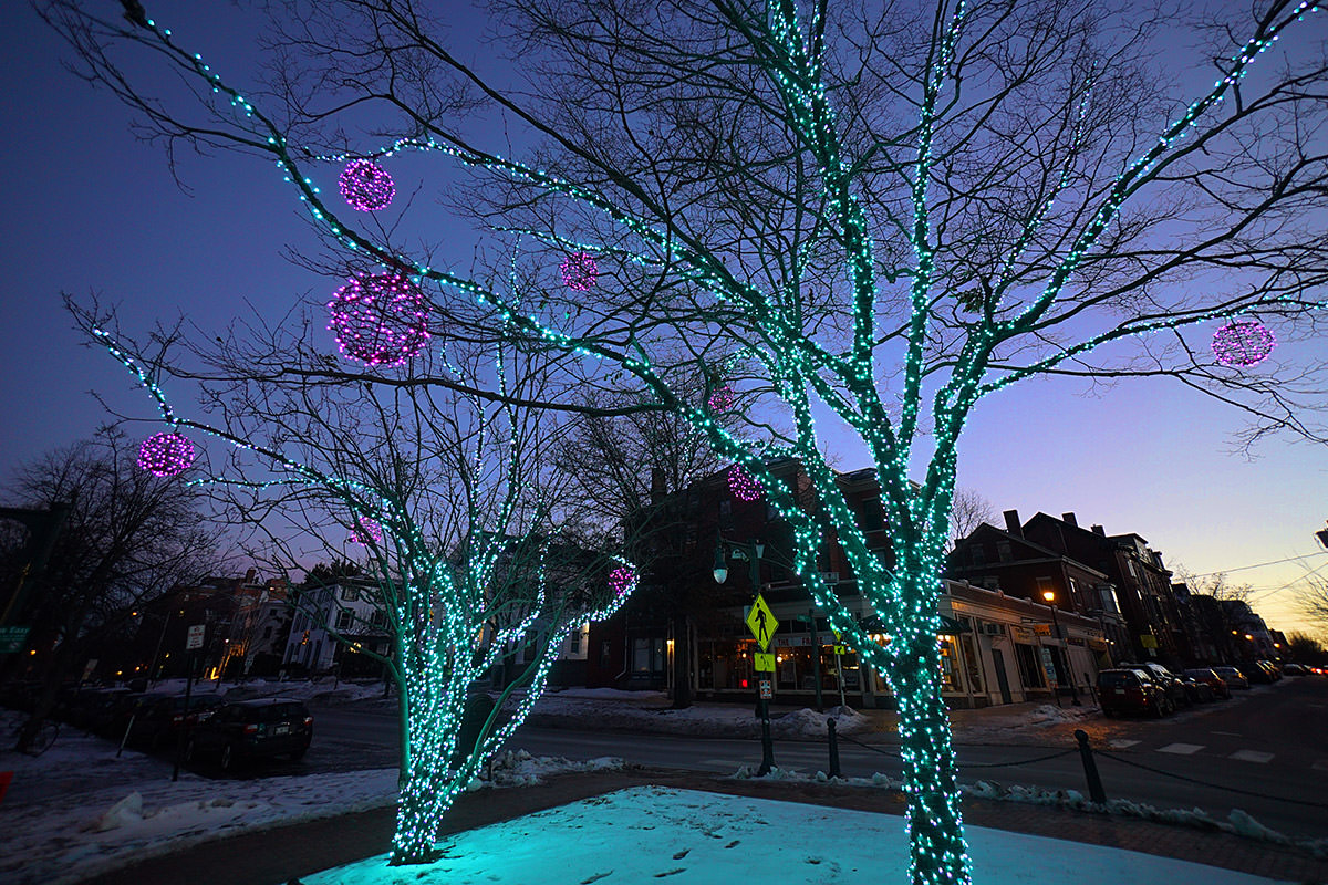 Portland Holiday Tree Lights