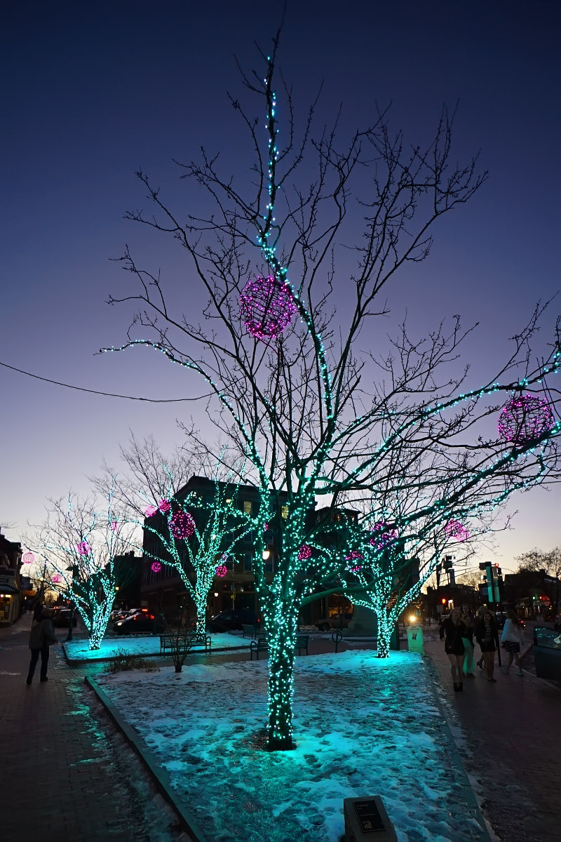 Portland Holiday Tree Lights