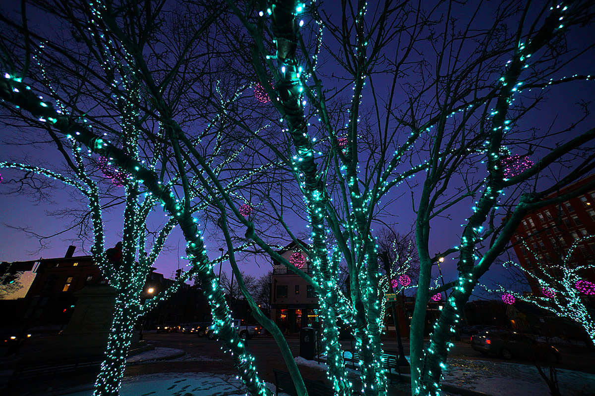 Portland Holiday Tree Lights