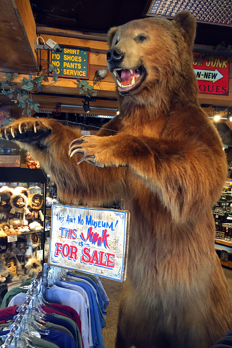 Stuffed Bear in Gift Shop