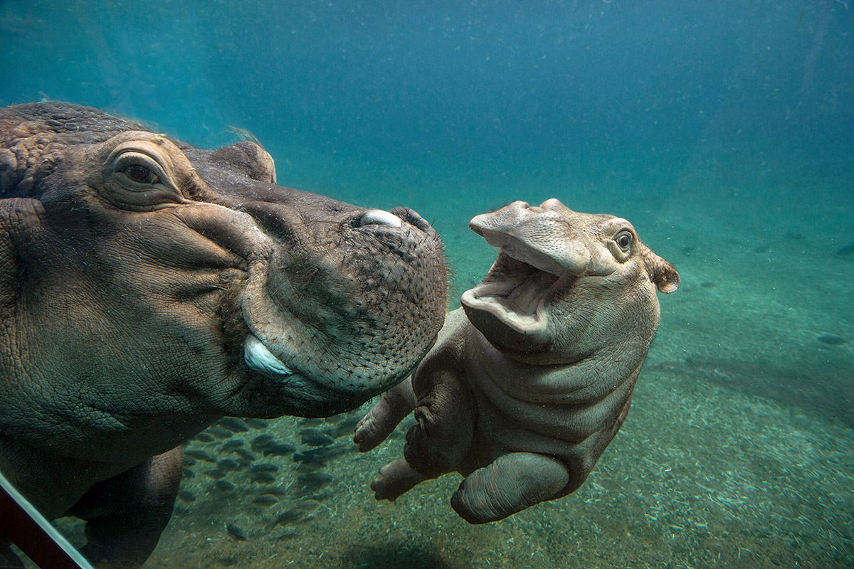 San Diego Zoo Hippo