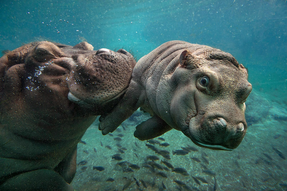 San Diego Zoo Hippo