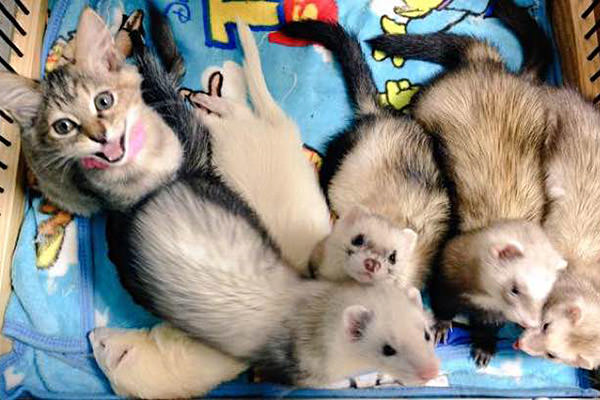 Kitten with Ferrets