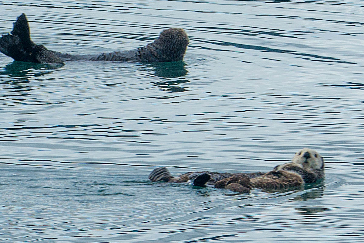 Otters