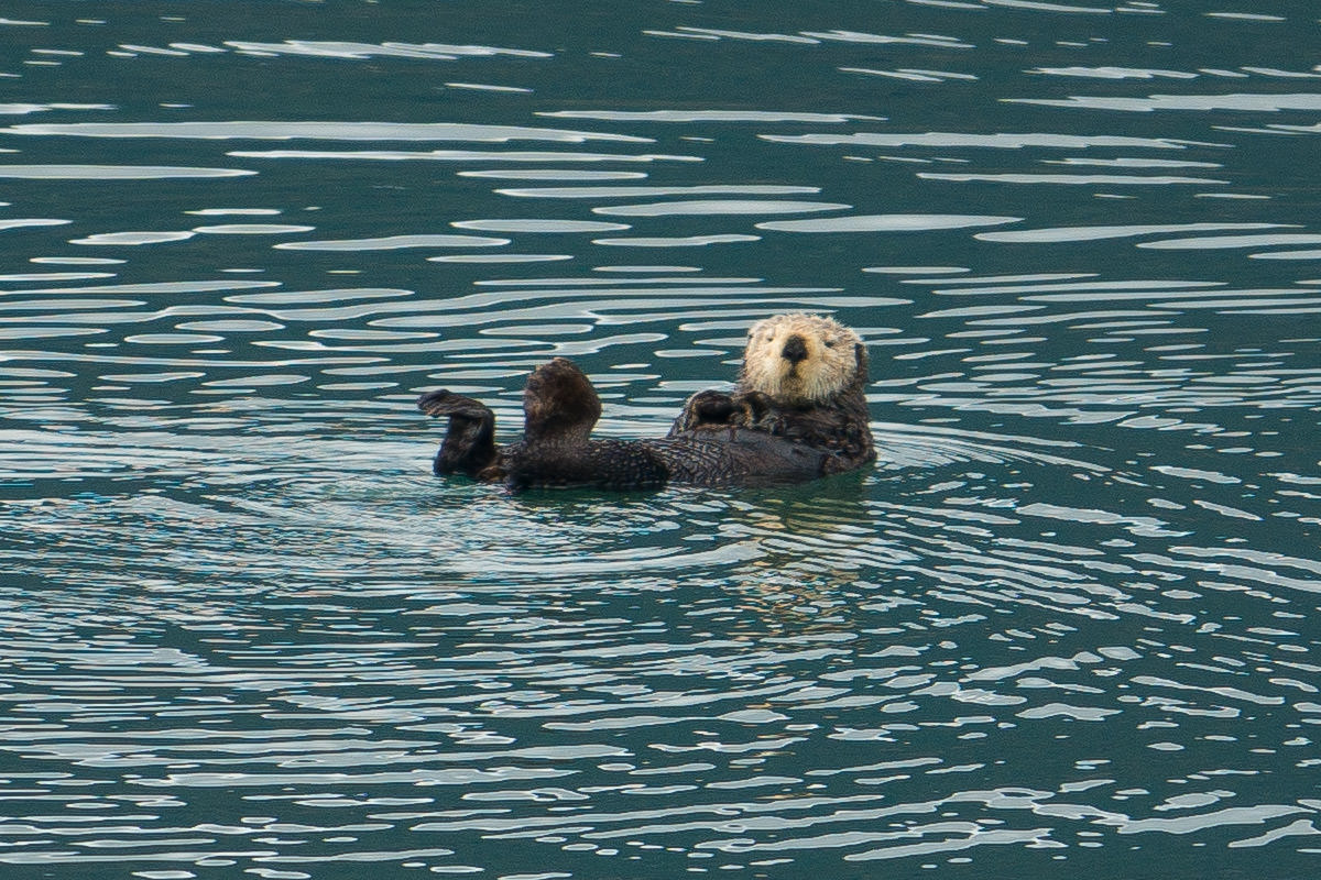 Otters