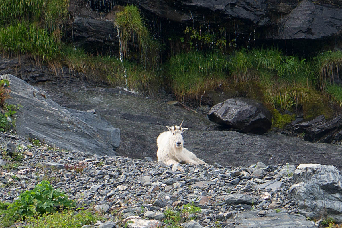 Mountain Goat of Alaska