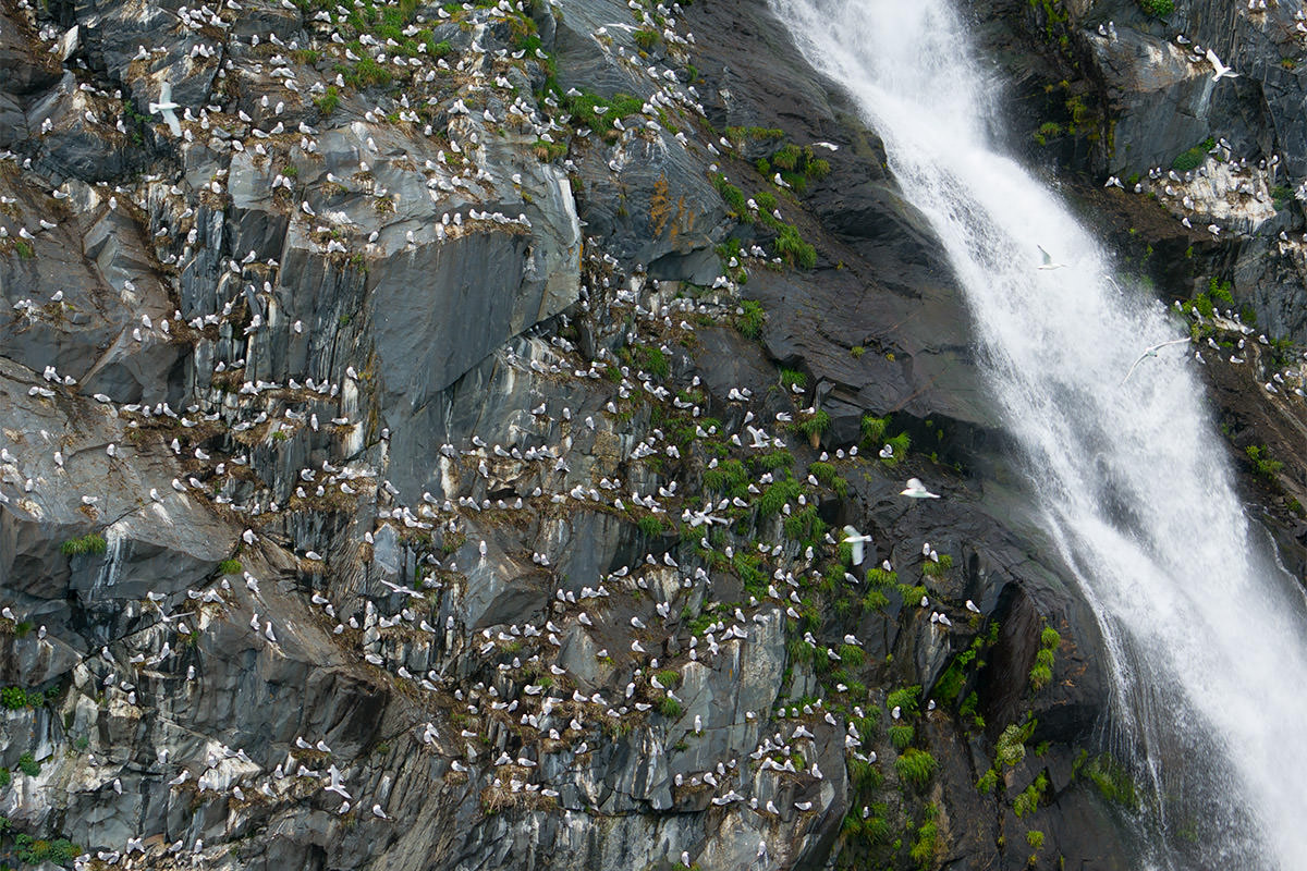 Glacier Cruise Alaska Prince William Sound